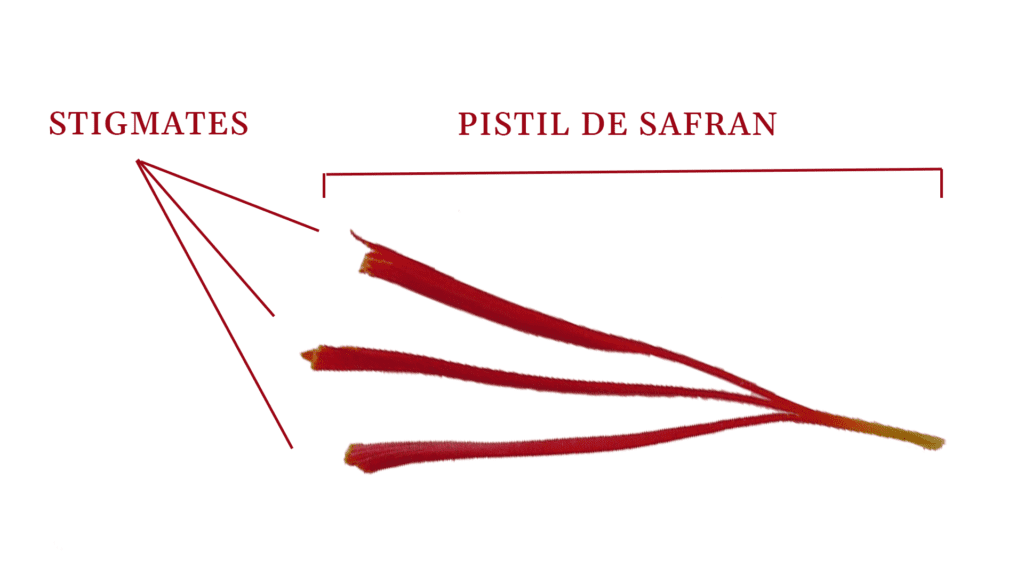 Schéma d'un pistil de safran composé de 3 stigmates (brins)